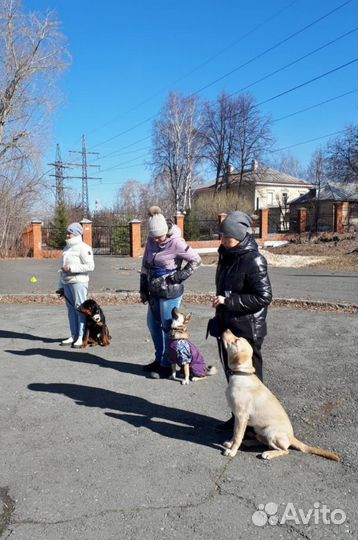 Дрессировка собак, Кинолог с выездом