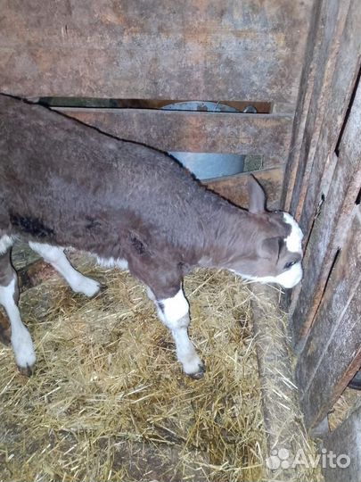 Телята телки