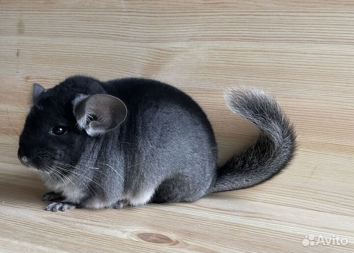 Шиншилла черный бархат самка