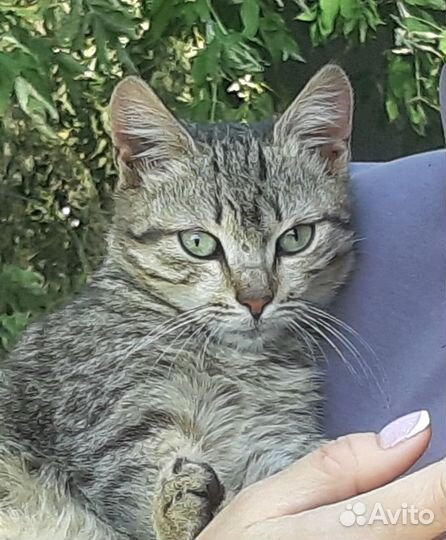 Скромная и нежная кошечка ищет дом