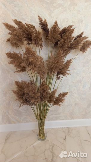 Камыш сухоцвет
