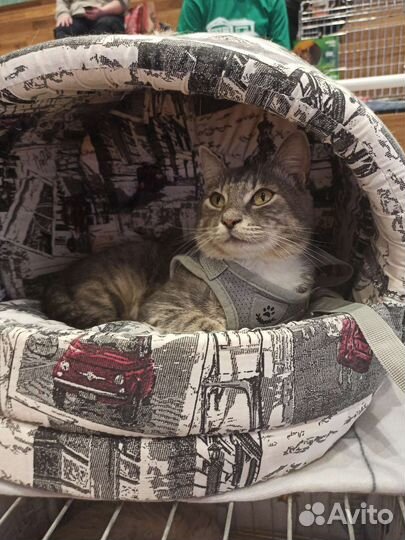 Кот в добрые руки