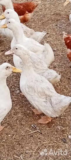 Утята Индюшата Куры