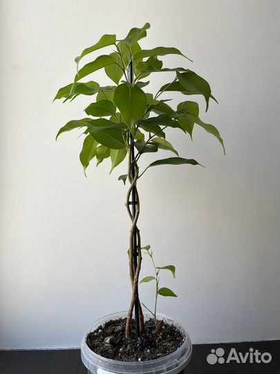 Фикус бенджамина