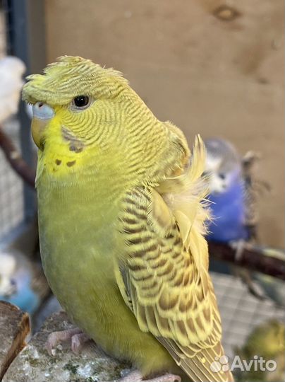 Попугаи хагоромо, ввп чехи