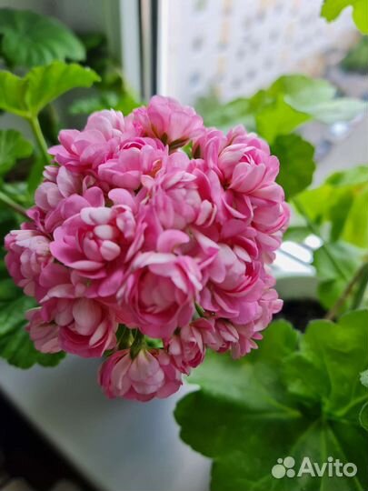 Пеларгония герань сортовая