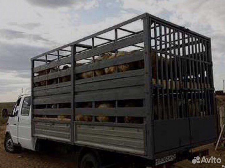 Перевозка крс животных крс