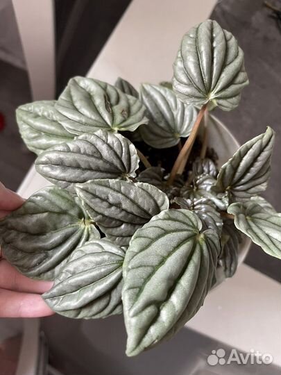 Пеперомия серебристая сморщенная
