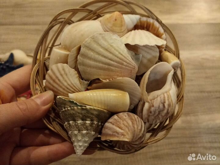 Набор для декора ракушки, морская звезда