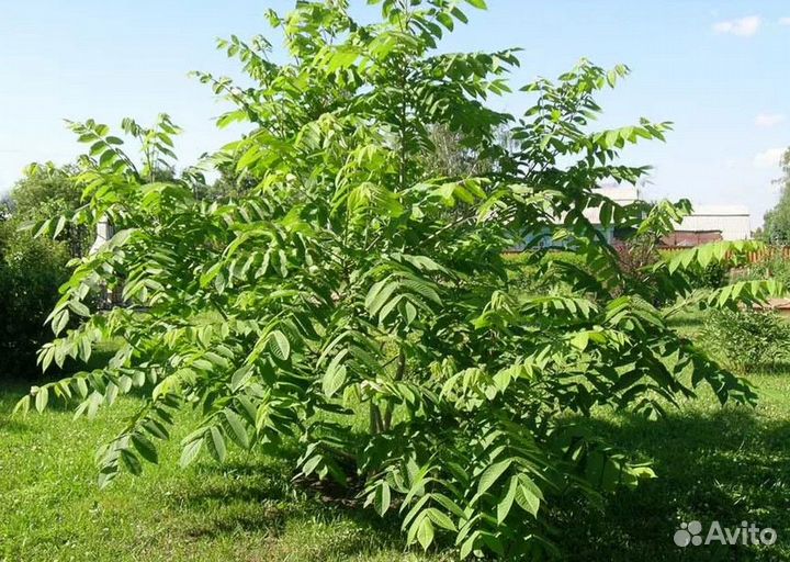 Саженцы манчжурский орех