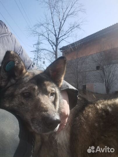 Собака в добрые руки