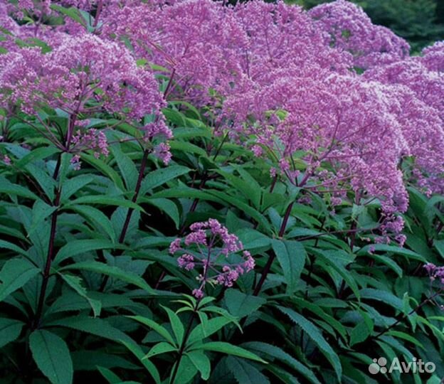 Растение посконник