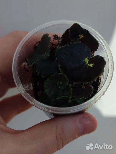 Бегония чёрная мамба