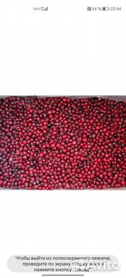 Продам клюкву