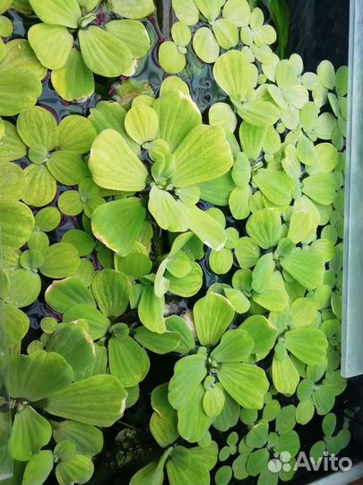 Аквариумное Ростение