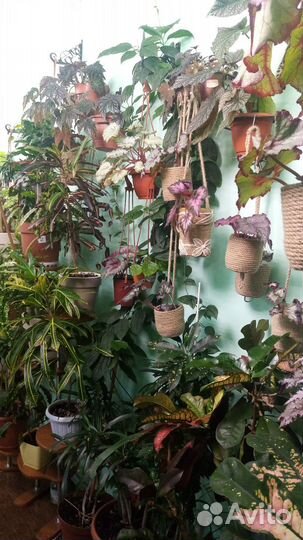 Комнатные растения