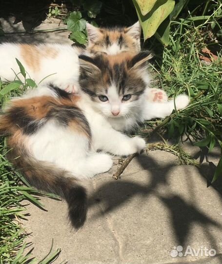 Трёхцветные пушистые котята