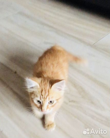 Котик маленький