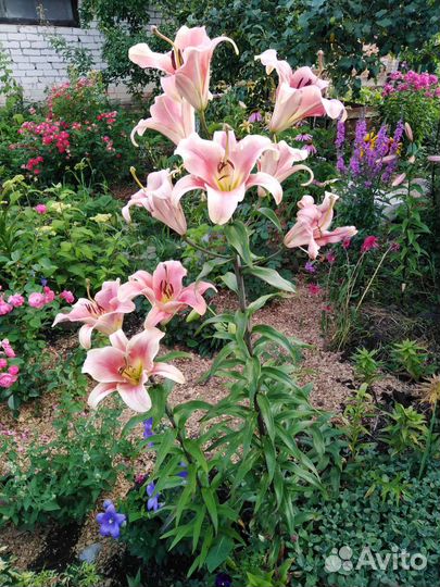 Садовые растения