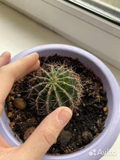 Кактус перечная мята хлорофитум и др