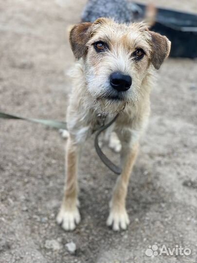 Отдам в добрые руки