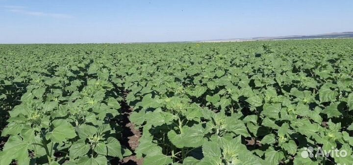 Сортовой подсолнечкик Янтарь