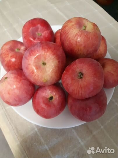 Яблоки спартак