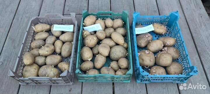 Семенной картофель