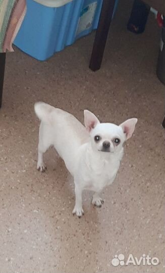 Чихуахуа щенки