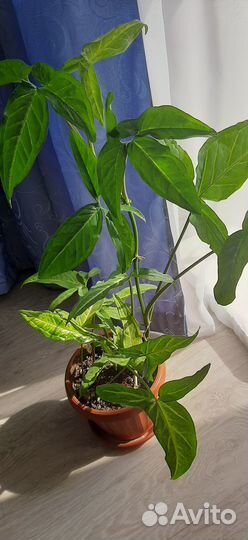 Сингониум с горшком