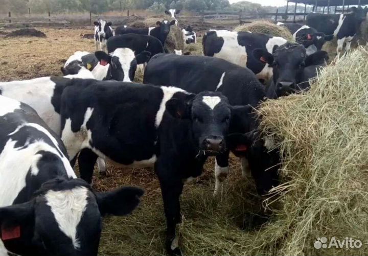 Холмогоры Голштины Бычок Теленок Телки