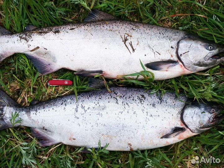 Королевская рыбалка. Тур Камчатка