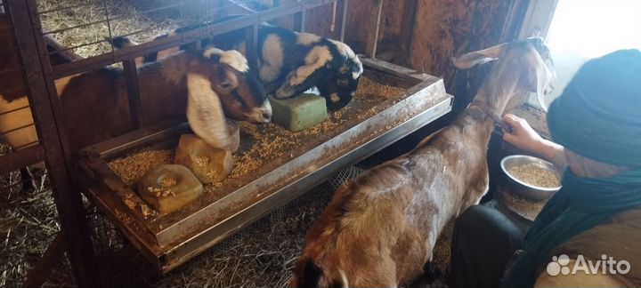 Англо нубийские козы