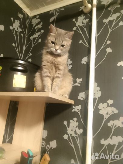 Кошки в добрые руки