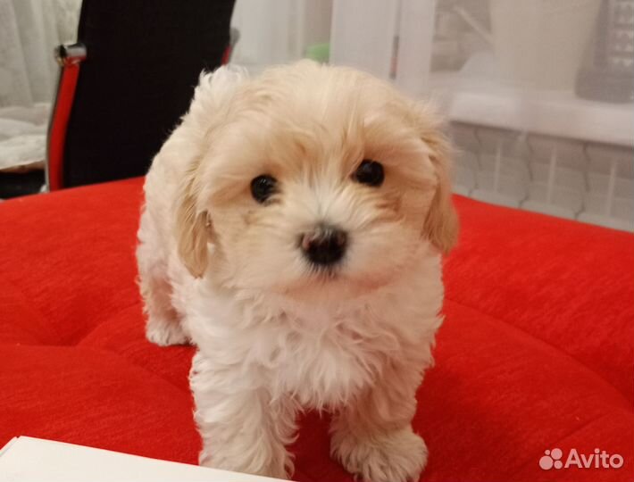 Мальтипу продам