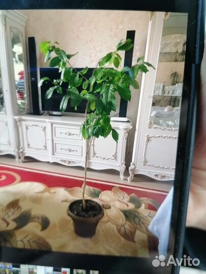 Лимон плодоносящий