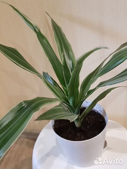 Драцена Варнески