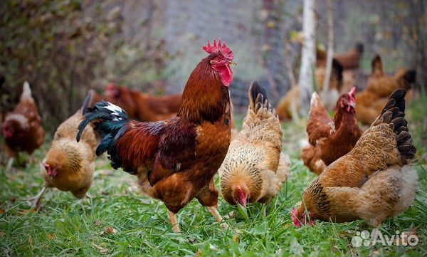 Цыплята суточные и подрощенные