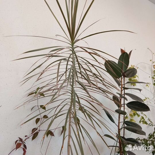 Комнатные цветы