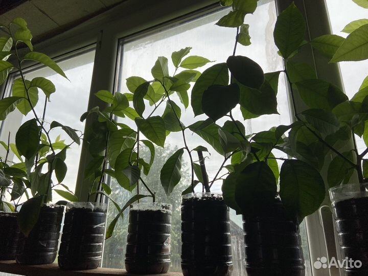 Лимонное дерево