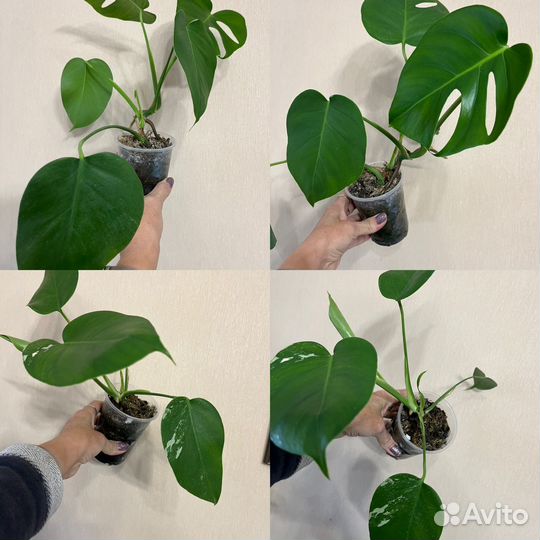 Монстера Борзига