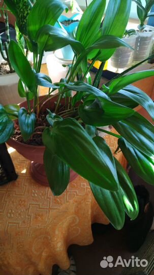 Дримиоптис