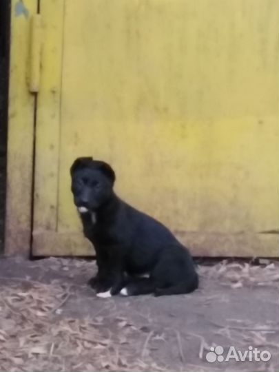 Девчушка в добрые ручки