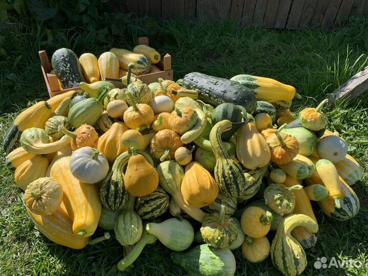 Тыква декоративная