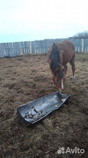 Продается лошадь