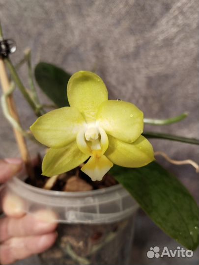 Орхидея фаленопсис