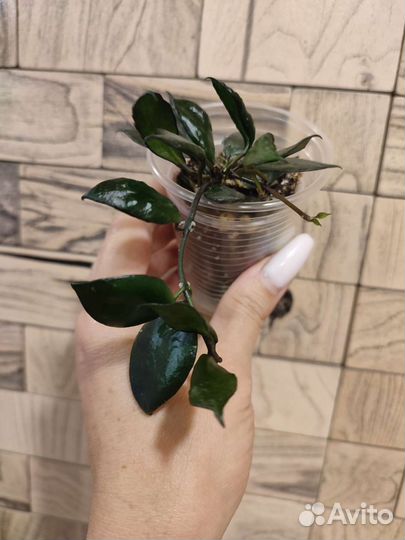 Хойя Black leaves