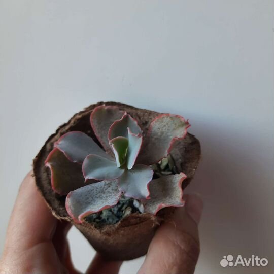 Суккуленты набор 1