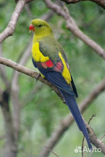 Горный попугай и другие попугаи