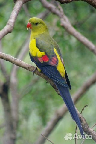 Горный попугай и другие попугаи